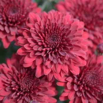 Chrysanthemum x morifolium 'Crimson Red Blush'