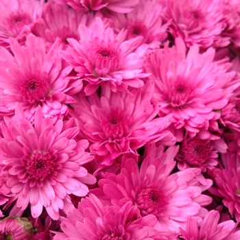 Chrysanthemum x morifolium 'Jazzberry Pink'