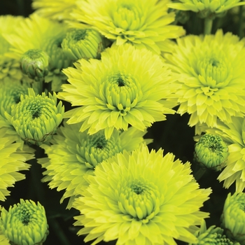 Chrysanthemum x morifolium 'Key Lime'