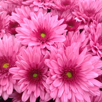 Chrysanthemum x morifolium 'Pop Eye Pink' 