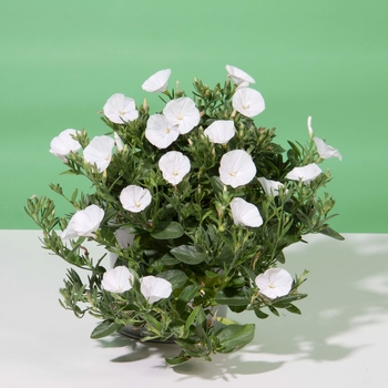 Convolvulus sabatius 'Prime White'