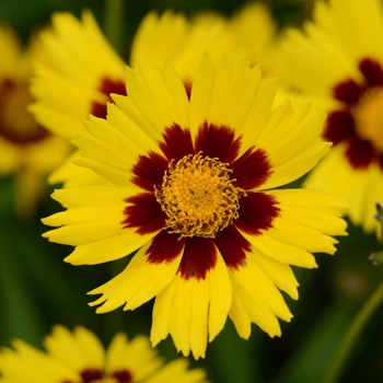 Coreopsis grandiflora 'SunKiss' 