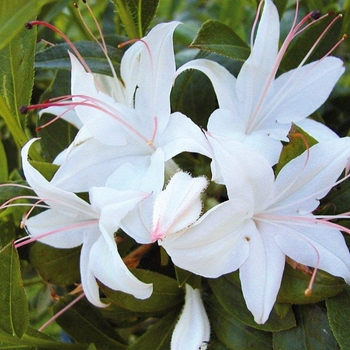 Rhododendron 'Weston's Innocence' 