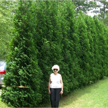 Thuja occidentalis 'American Pillar' PP20209