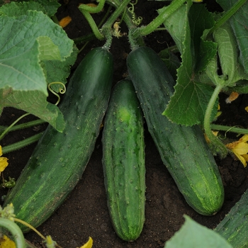 Cucumis sativus 'Patio Snacker'