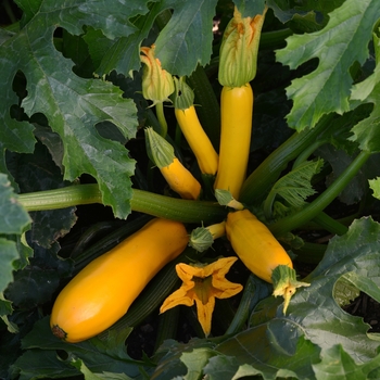 Cucurbita pepo 'Gold II' 