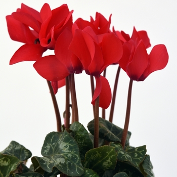 Cyclamen persicum 'Bright Red' 