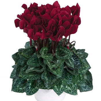 Cyclamen persicum Dreamscape™ 'Deep Burgundy'