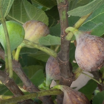 Ficus carica 'Texas Everbearing' 