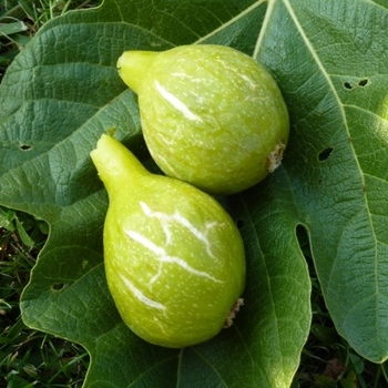 Ficus carica 'Desert King' 