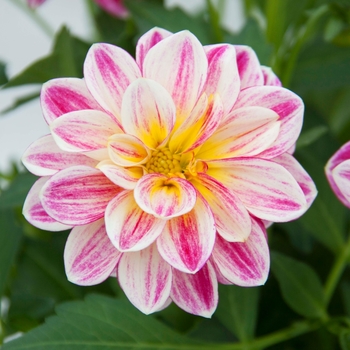 Dahlia 'Pink+Yellow Eye' 