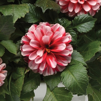 Dahlia 'Red+White' 