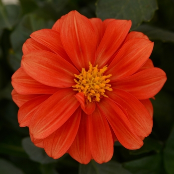 Dahlia 'Terry' 