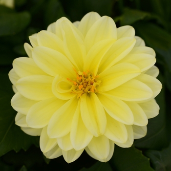 Dahlia 'Vicky' Baldavic