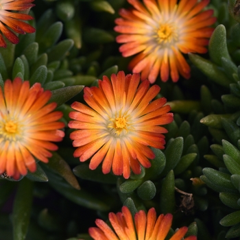 Delosperma 'Orange+Eye' 