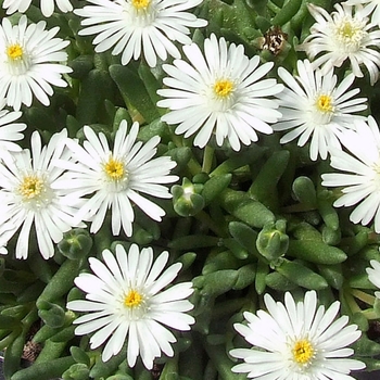 Delosperma 'White' 