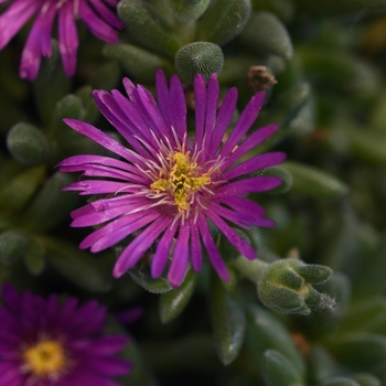 Delosperma 'Magenta' 