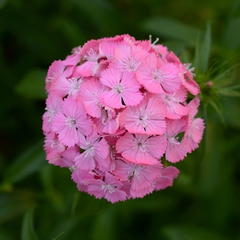 Dianthus barbatus 'Deep Pink Maxine' 