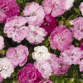 Dianthus barbatus Sweet™ 'Pink Magic'