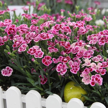 Dianthus 'Pink Kisses™'