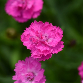 Dianthus 'Pink PomPom' 