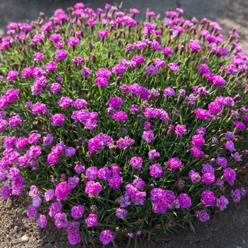 Dianthus Mountain Frost™ 'Silver Strike'