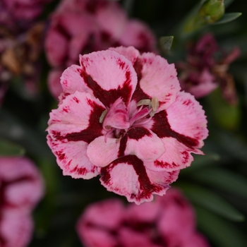 Dianthus 'Red+Pink' 