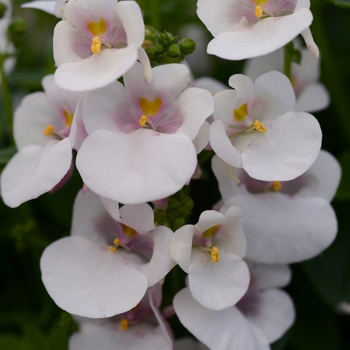 Diascia barberae 'White' 