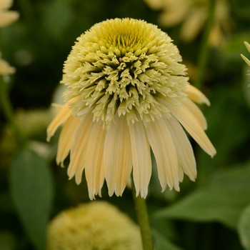 Echinacea 'Balsclemc' PP27858