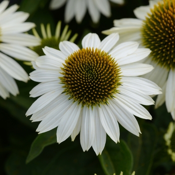 Echinacea Sombrero® 'Blanco'