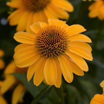 Echinacea 'Balsomold' PP30115