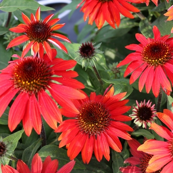 Echinacea 'Balsomanita' PP30138