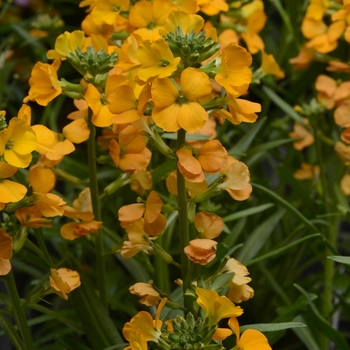 Erysimum linifolium 'Balcherflora' PP29657