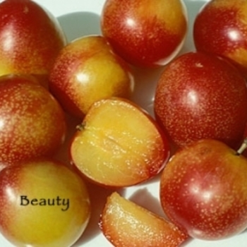 Prunus salicina 'Beauty' 