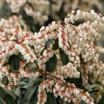 Pieris japonica 'Sincere' PP29148