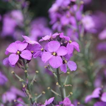 Erysimum linifolium Cheers™ 'Mighty Mauve'