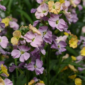 Erysimum linifolium Cheers™ 'Sun-kissed Amethyst'