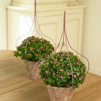 Exacum affine 'Deep Rose' 