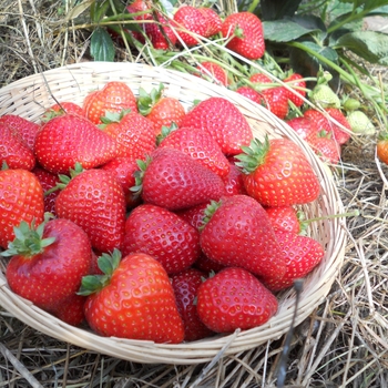 Fragaria x ananassa 'Sweet Kiss™' 