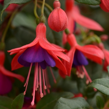 Fuchsia Bellinto™ 'Compact Red+Violet'