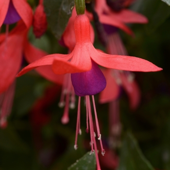 Fuchsia 