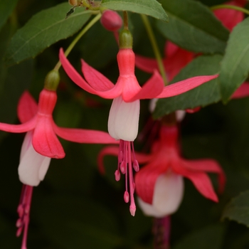 Fuchsia Bellinto™ 'Compact Red+White'