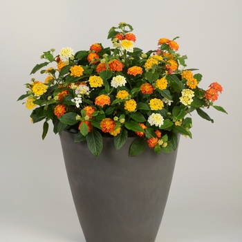 Lantana camara 'Feelin' Lucky Mix' 