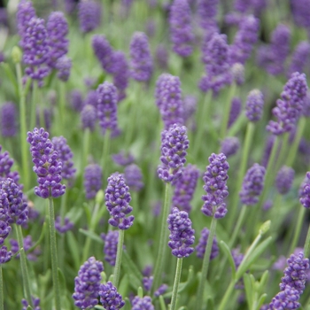 Lavandula angustifolia 'Blue' 