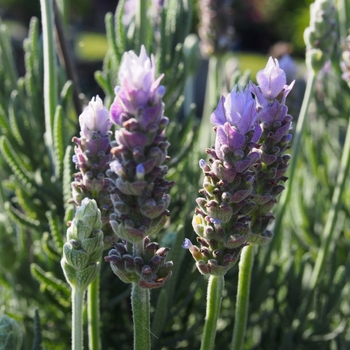 Lavandula stoechas 'Calm Breeze' 