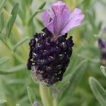 Lavandula stoechas LaVela™ 'Compact Dark Violet'