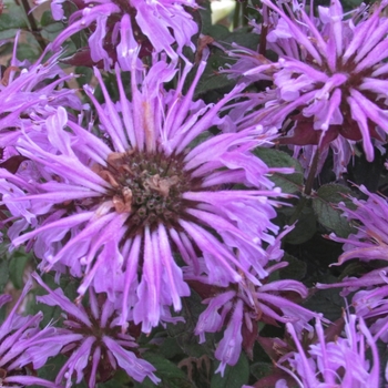 Monarda didyma 'Blue Moon' 