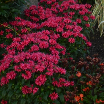 Monarda didyma 'Cherry Pops' 