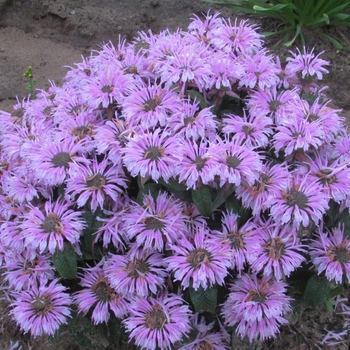 Monarda didyma Sugar Buzz® 'Cotton Candy'