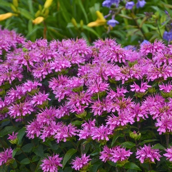 Monarda didyma 'Lilac Lollipop' 